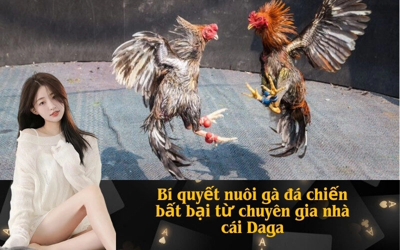 Bí quyết nuôi gà đá chiến bất bại từ chuyên gia nhà cái Daga