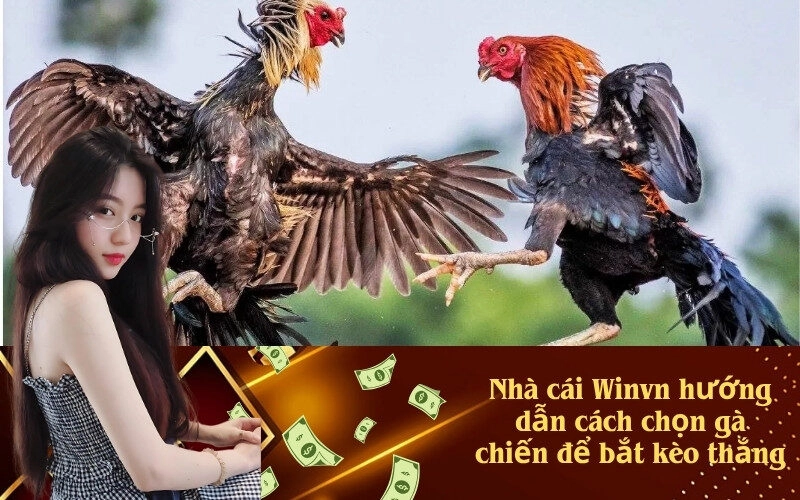 Nhà cái Winvn hướng dẫn cách chọn gà chiến để bắt kèo thắng