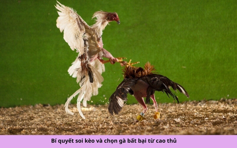 Bí quyết soi kèo và chọn gà bất bại từ cao thủ