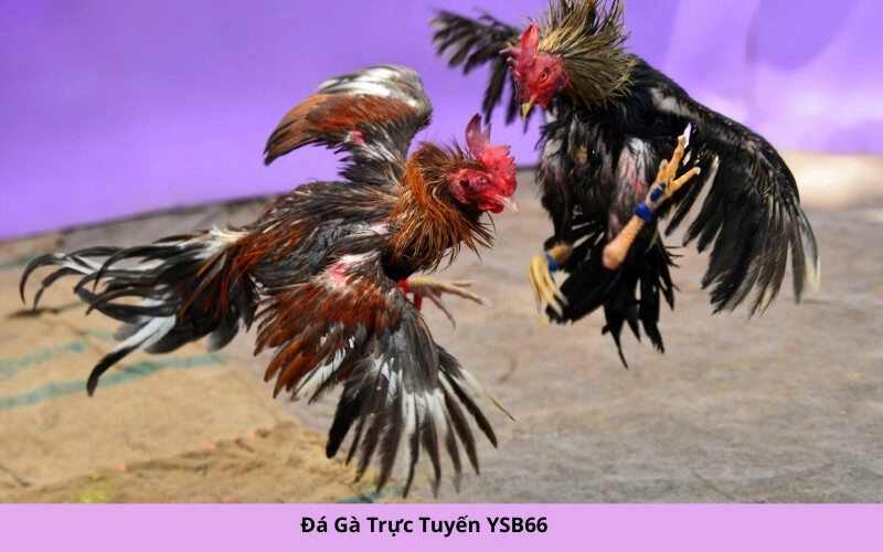 Đá Gà Trực Tuyến YSB66