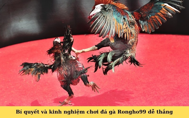 Bí quyết và kinh nghiệm chơi đá gà Rongho99 dễ thắng