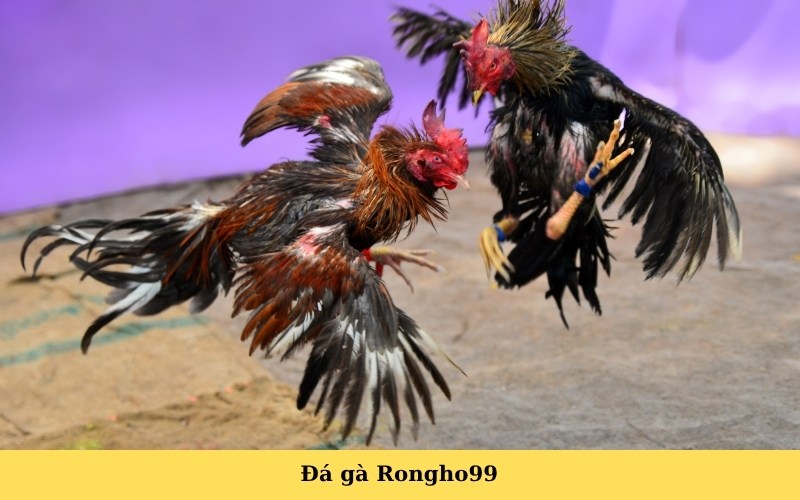 Đá gà Rongho99